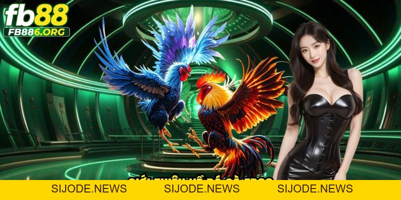 Đá Gà Fb88 - Sảnh Cược Đỉnh Cao Cho Tín Đồ Mê Đá Gà - SIJODE.NEWS