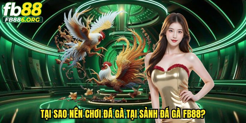Đá Gà Fb88 - Sảnh Cược Đỉnh Cao Cho Tín Đồ Mê Đá Gà - SIJODE.NEWS