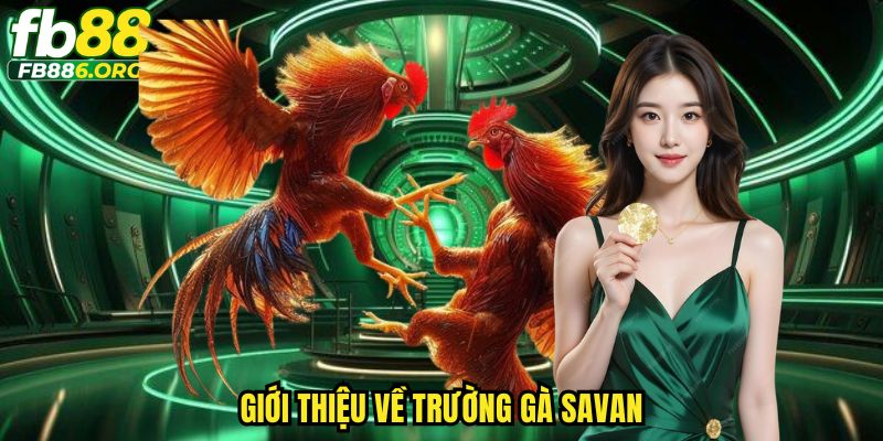Trường Gà Savan FB88 - Thiên Đường Cá Cược Trải Nghiệm Đỉnh Cao - SIJODE.NEWS