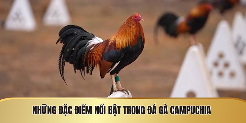 Đá Gà Campuchia - Quy Định Và Những Điều Cần Biết - SIJODE.NEWS