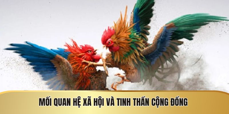 Đá Gà Campuchia - Quy Định Và Những Điều Cần Biết - SIJODE.NEWS